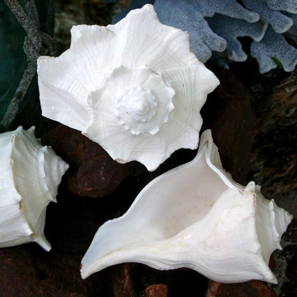 White Left Handed Whelk Conch Seashell